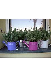 Lavandula stoechas Ø14 zalivalka