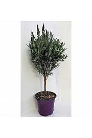 Lavandula stoechas Ø14 Na Steblu 20 cm