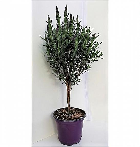 Lavandula stoechas Ø14 Na Steblu 20 cm