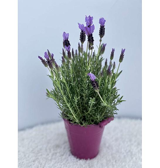 Lavandula stoechas Ø14 kovinsko vedro