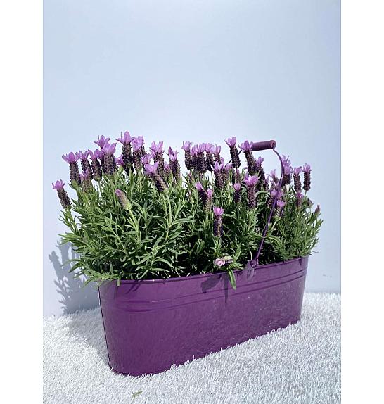 Lavandula stoechas Ø14 kovinsko korito