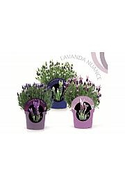 Lavandula stoechas nuance Ø14