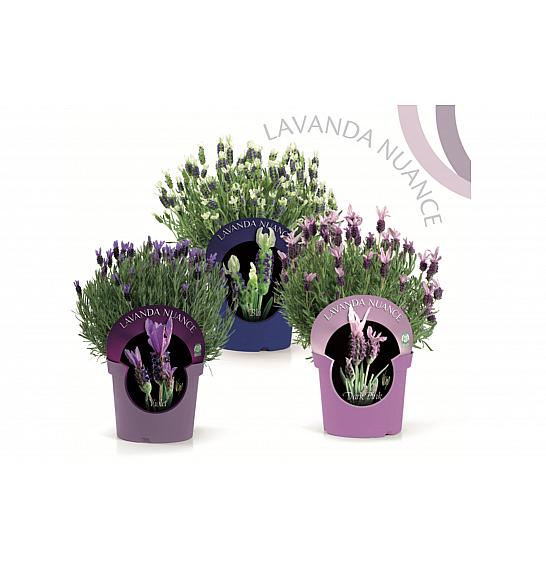 Lavandula stoechas nuance Ø14