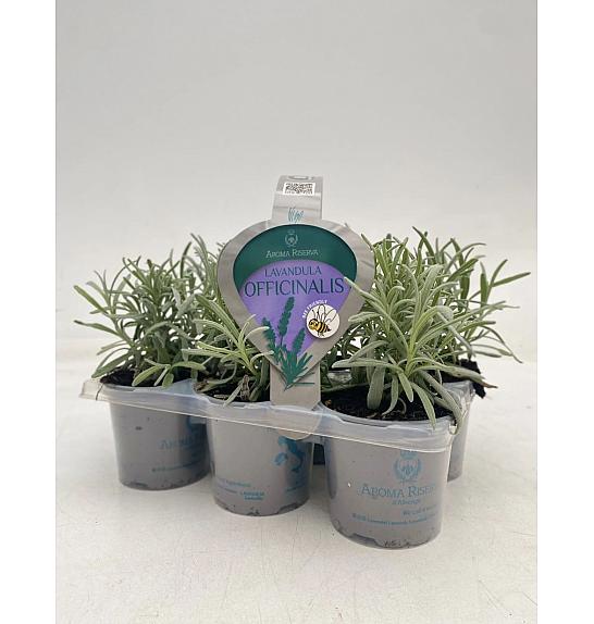 Lavandula angustifolia Ø9 6 pack