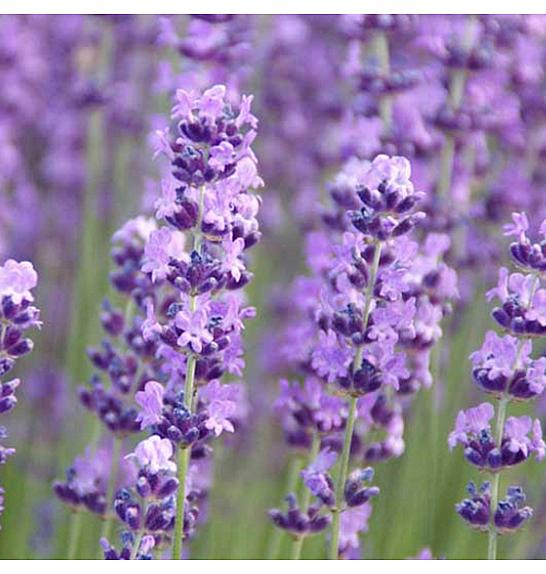 Lavandula angustifolia Ø9