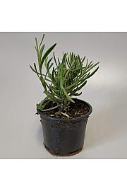 Lavandula angustifolia Ø9