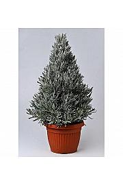 Lavandula angustifolia Ø25 piramida