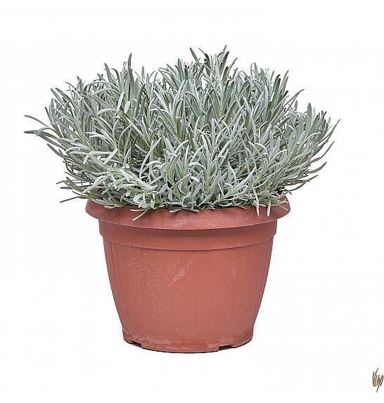 Lavandula angustifolia Ø25