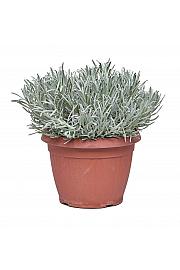 Lavandula angustifolia Ø25