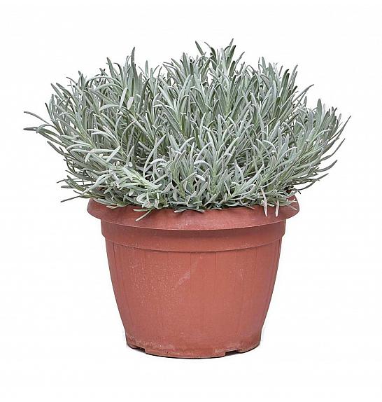 Lavandula angustifolia Ø25