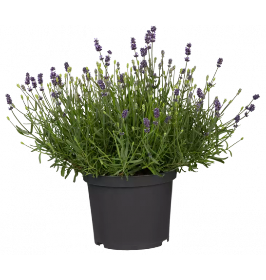 Lavandula angustifolia Ø19