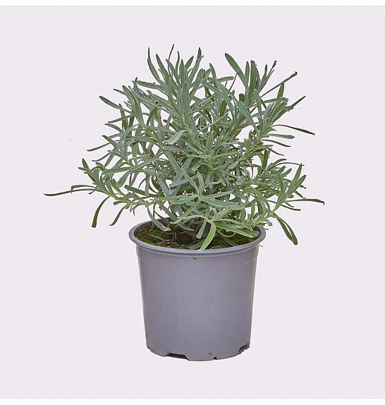 Lavandula angustifolia Ø 14
