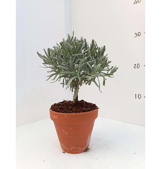 Lavandula angustifolia Ø11 terracotta lonec Na Steblu 10 cm