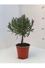 Lavandula angustifolia Ø10 Na Steblu 10 cm