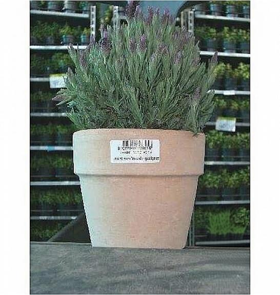 Lavandula hidcote/stoechas Ø14 terracotta lonec