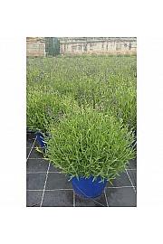 Lavandula hidcote Ø35