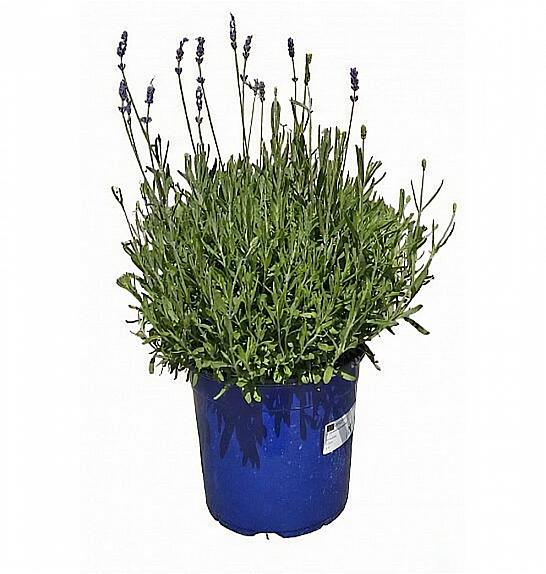 Lavandula hidcote Ø19