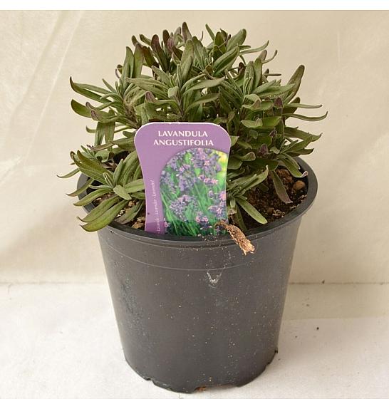 AROMA ALBENGA Lavender Hidcote