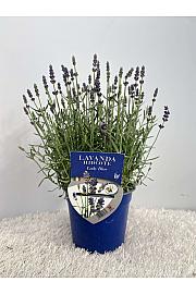 Lavandula hidcote Lady Blue Ø14