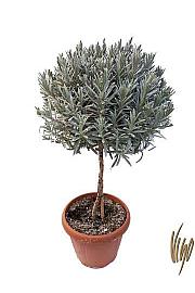 Lavandula dentata Ø30 Na Steblu 40 cm