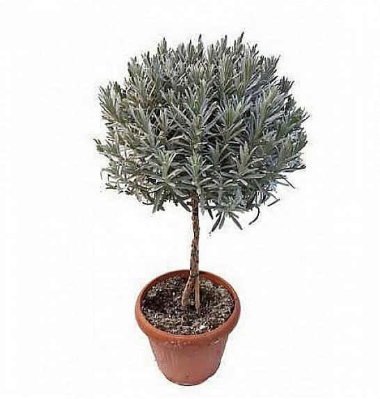 Lavandula dentata Ø30 Na Steblu 40 cm