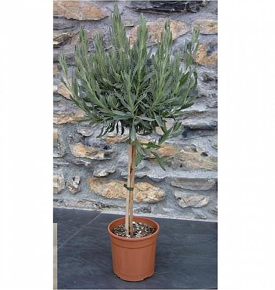 Lavandula dentata Ø18 Na Steblu 30 cm