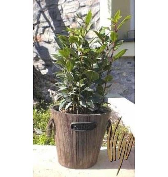 Laurus nobilis Ø14 leseni lonček