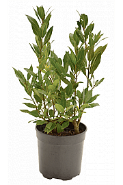 Laurus nobilis; Ø11 cm