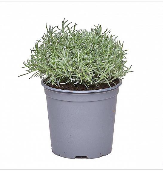 Helichrysum italicum Ø19