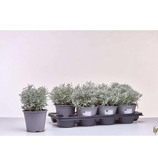 Helichrysum italicum Ø14