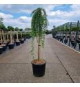 Larix kaempferii Stiff Weeper C15 Lit. Na steblu 90 cm