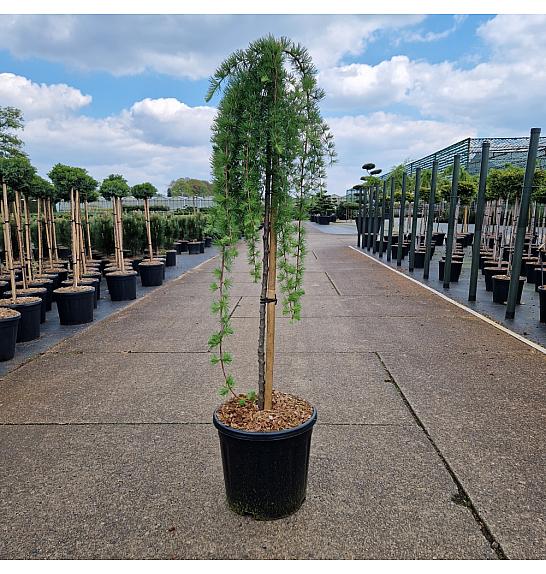 Larix kaempferii Stiff Weeper C15 Lit. Na steblu 90 cm