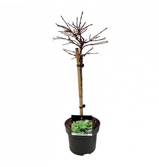 Larix decidua Little Bogle C5 Lit. Na steblu 40 cm