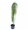 Larix kaempferi Stiff Weeper C12 Lit. Na steblu 120 cm, 2 leti