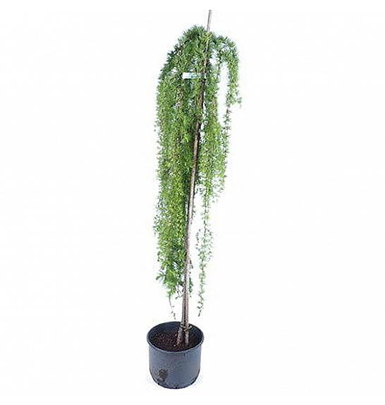 Larix kaempferi Stiff Weeper C12 Lit. Na steblu 120 cm, 2 leti
