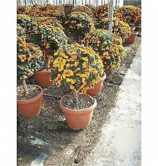 Lantana camara Ø45 Na Steblu 30 cm