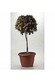 Lantana camara Ø35 Na Steblu 40 cm