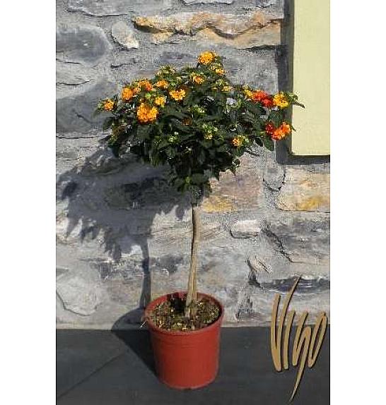Lantana camara Ø18 Na Steblu 30 cm