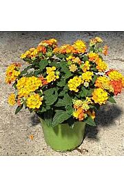 Lantana camara Ø14