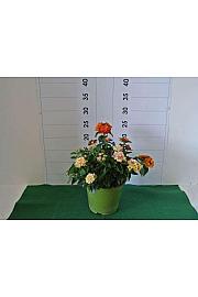 Lantana bandana Ø14 bicolour