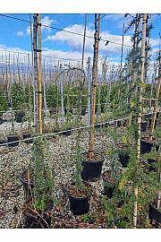 Lagerstroemia indica C20 Lit. 175-200 cm Na steblu