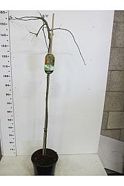 Laburnum alpinum Pendulum C10 Lit. Na steblu 80 cm