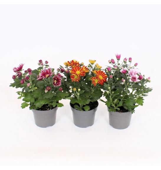 Krizantema Classic Ø 12