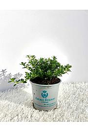 Satureja montana Ø9