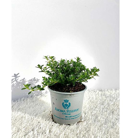 Satureja montana Ø9