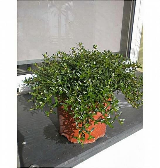 Satureja montana Ø19