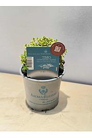 Coriandrum sativum Ø9