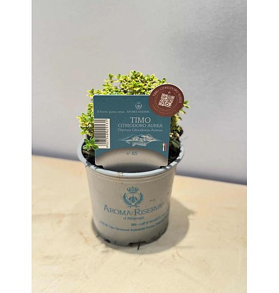 Coriandrum sativum Ø9