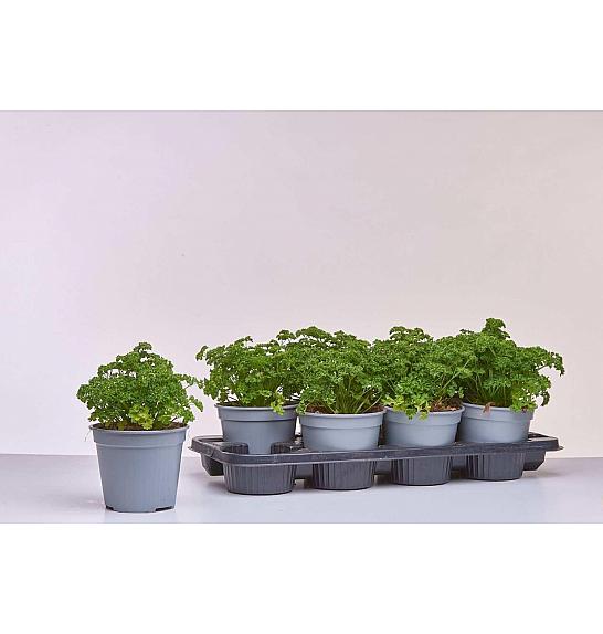 Petroselinum crispum Ø14