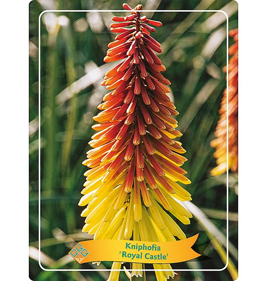 Kniphofia Royal Castle Ø11